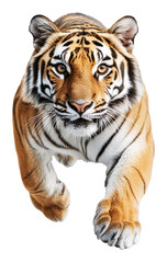 Tiger In Motion Against Transparent Background