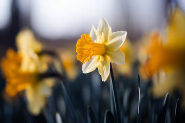 Bright Yellow Daffodil in Bloom with Green Leaves and Spring Blossoms