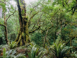 Dense, lush forest canopy. Sunlight filters through the trees. Nature's beauty.  Lake Waikaremoana Track, Hawkes Bay, New Zealand