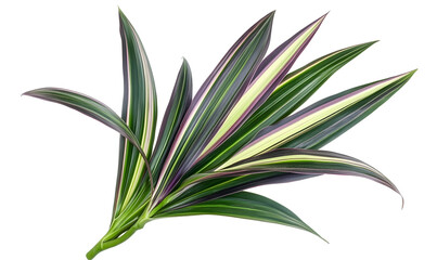 Variegated plant leaves, studio shot, isolated background, design element