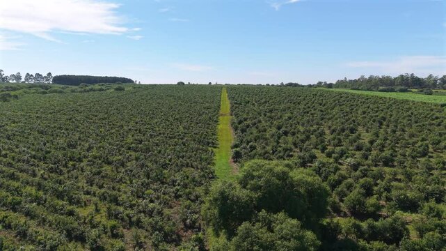 Aerial view of yerba mate plantation for export. Sustainable agriculture concept.