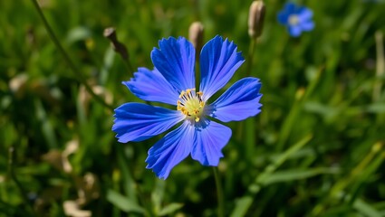 Wild Bloom: A Vibrant Blue Flower in Nature
