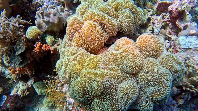 A plethora of soft corals and colorful encrusting sponges on a coral reef.