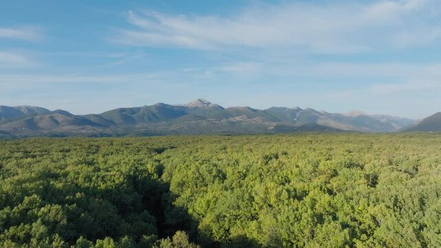 Foloi oak dense forest landscape on a sunny summer day, Aerial view