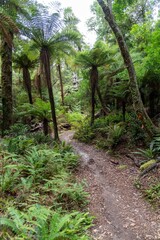 Tranquil forest trail winds through lush ferns and towering trees. Nature's beauty. , Lake Waikaremoana Track, Hawkes Bay, New Zealand