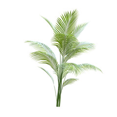 Fototapeta premium Plant