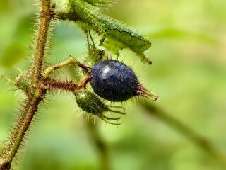 clidemia hirta fruit with blur background