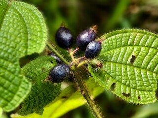 clidemia hirta fruit in the morning 