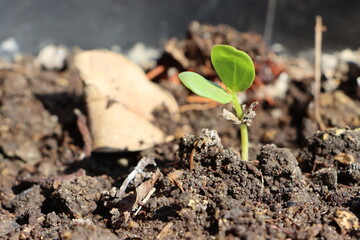 sprouted cluster bean growing out, Seedling growth in soil, agricultural concept