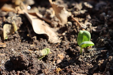 sprouted cluster bean growing out, Seedling growth in soil, agricultural concept