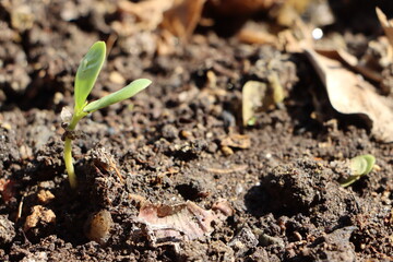 sprouted cluster bean growing out, Seedling growth in soil, agricultural concept