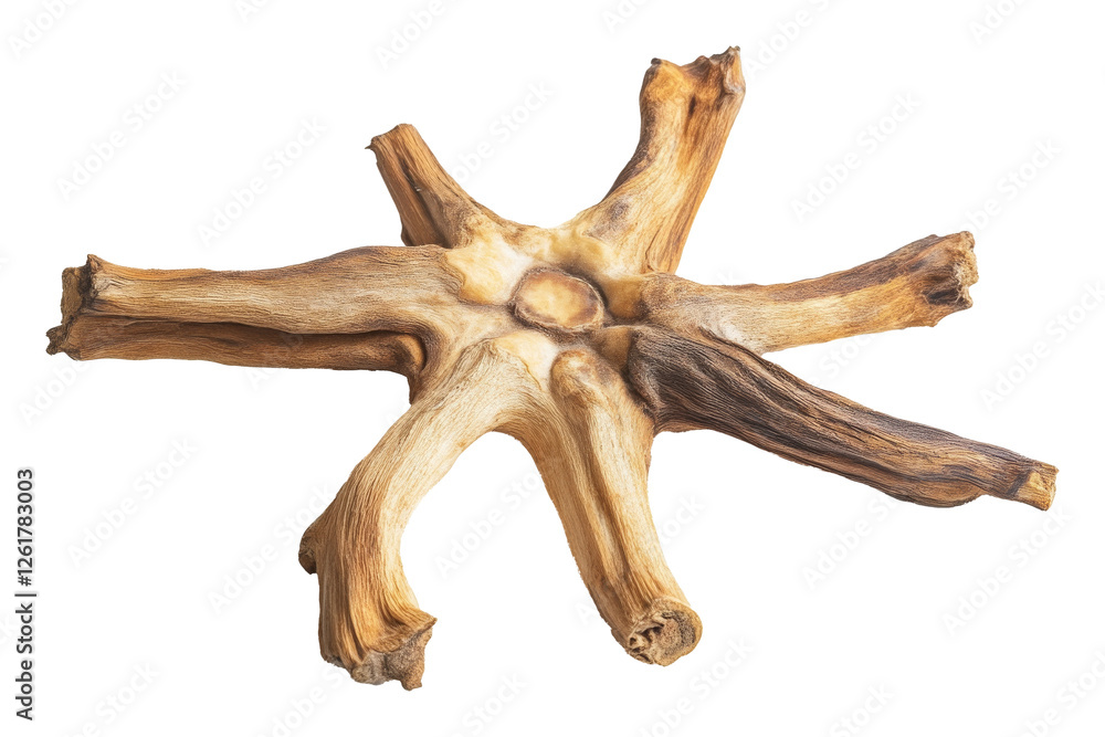 Poster dried tree root with star-like shape on transparent background, nature detail. organic texture and s