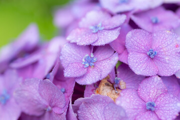 雨に濡れたアジサイをマクロレンズで撮影	