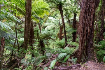 Dense fern forest with towering trees. Lush greenery and intricate root systems. Nature's beauty. , Lake Waikaremoana Track, Hawkes Bay, New Zealand