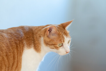 見つめる猫　茶トラ白