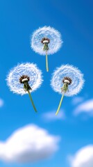 Obraz premium Three dandelions floating in a clear blue sky, symbolizing freedom and the beauty of nature in spring.