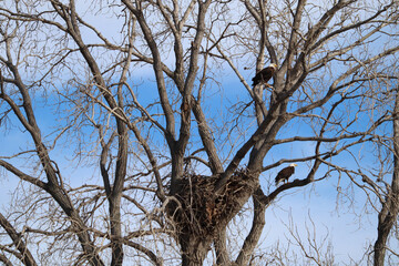 Bald Eagles in a tree by their nest