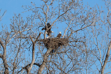 Bald Eagles in nest