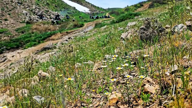 Stunning mountain landscape with wildflowers and snow, perfect for nature lovers.
📍Marivan - Kurdistan 