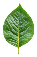 Obraz premium Close-up of a green leaf on transparent background, botanical detail. Nature and sustainability concept