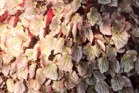 Red begonia flowers that decorate the yard, full frame of red flowers illuminated by the morning sun - Powered by Adobe