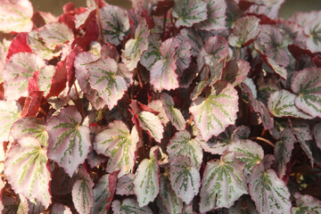 Red begonia flowers that decorate the yard, full frame of red flowers illuminated by the morning sun