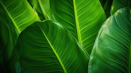 close tropical leaf background
