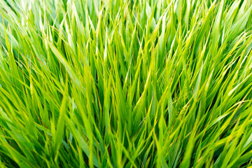 Green nature background. Grassland meadow. Grass background. Nature environment. Green grass lawn. Nature with green grassy. Summer lawn with grassy plant. Lush vegetation