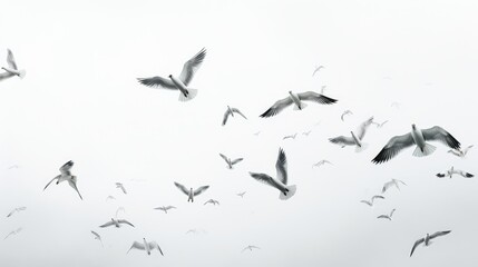 Obraz premium contrast white sky