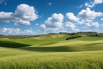 Obraz premium Beautiful green field with a blue sky and sun, a summer landscape