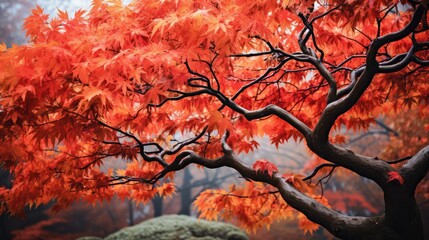 deciduous tree leaves