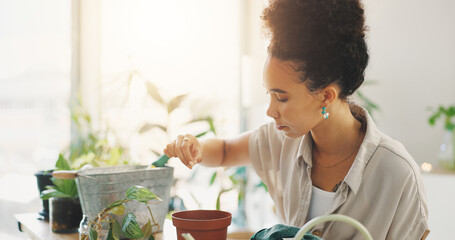 Potted plant, soil and woman in kitchen of home with tools for planting flowers as horticulture...