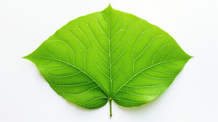 Obraz premium close green leaves white background