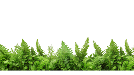 A topiary-style hedge with a smooth, even surface and bright green leaves on transparent png background. Ai generated