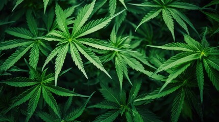 green cannabis leaves background