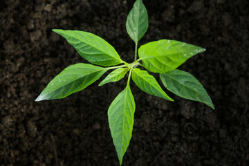 Small chili plants that live in small pots and are planted in fertile black humus soil, gardening around the house, gardens in the yard, green house concept