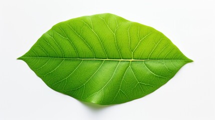 Obraz premium green leaf emoji