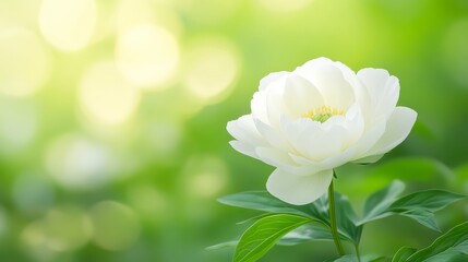 Obraz premium Exquisite white peonies in full bloom, a stunning display of floral beauty 