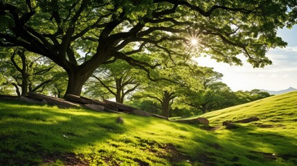 Fototapeta premium cnopy tree on a hill