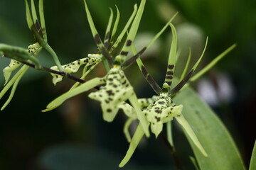 豪華な花