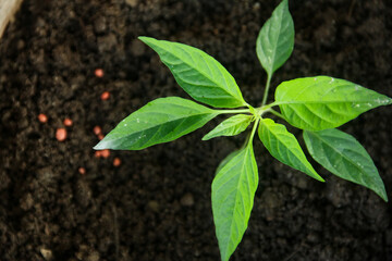 Small chili plants that live in small pots and are planted in fertile black humus soil, gardening around the house, gardens in the yard, green house concept