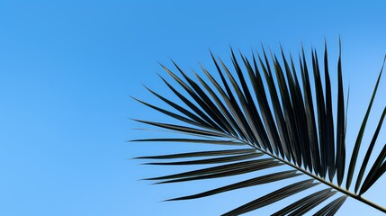 Obraz premium contrast black palm leaf