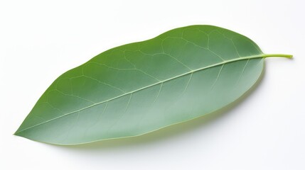 Fototapeta premium close eucalyptus leaf isolated