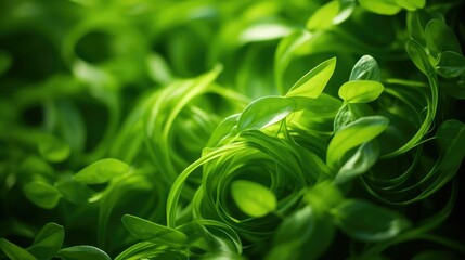 Obraz premium twisting swirl green