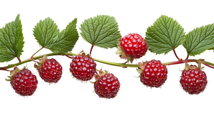 Single red mulberry fruit macro shot showcasing the intricate details of the berry’s surface and tiny juice droplets on transparent png background. Ai generated