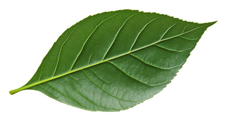 Obraz premium Green leaf with detailed veins, isolated on transparent background. Nature and freshness concept