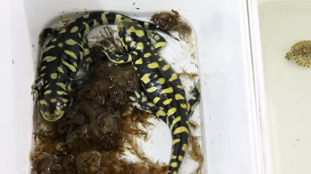  Two lizard-like animals with legs