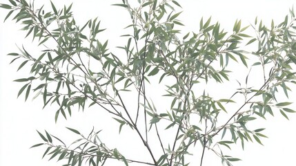 Obraz premium Serene Green Branches on White Background