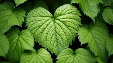 lanceolate leaf shapes