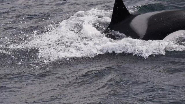 A majestic orca swimming gracefully through the water, captured in slow motion